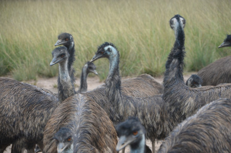 Australien: Aborigines verzierten Emu-Eier schon vor 150 Jahren